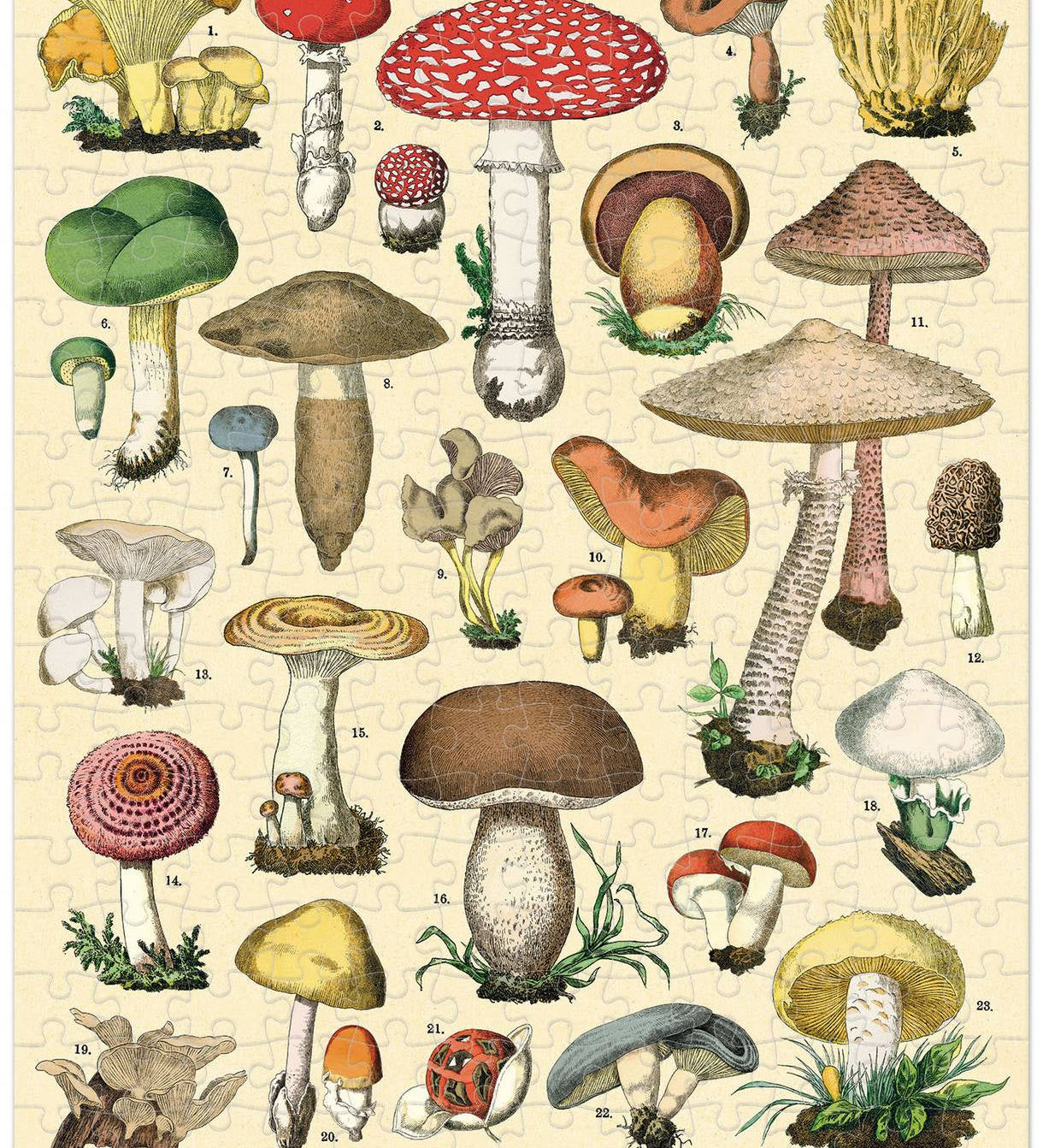 Slide image