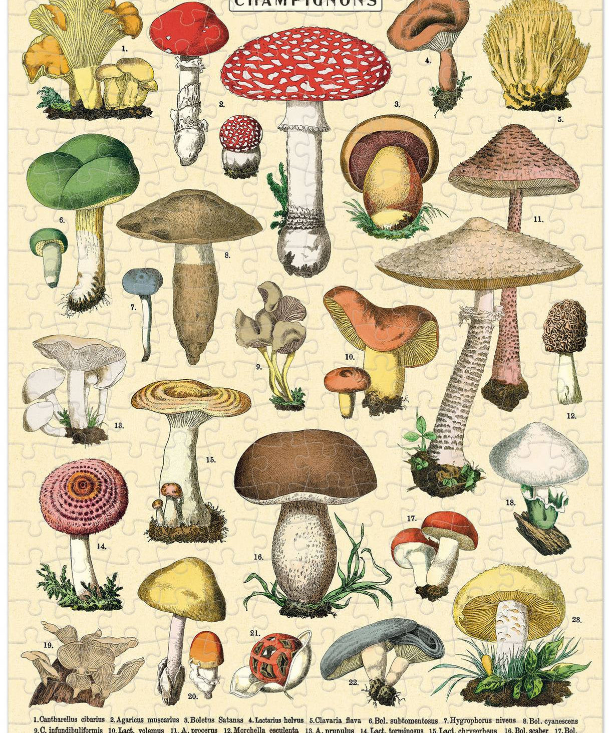 Slide image