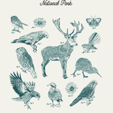 Species Of Mt Aspiring - A3 Print